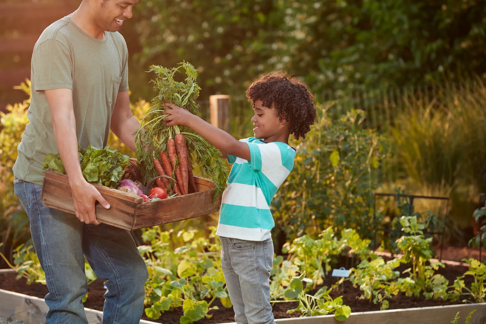 A father and son harvesting carrots and vegetables from a raised garden bed